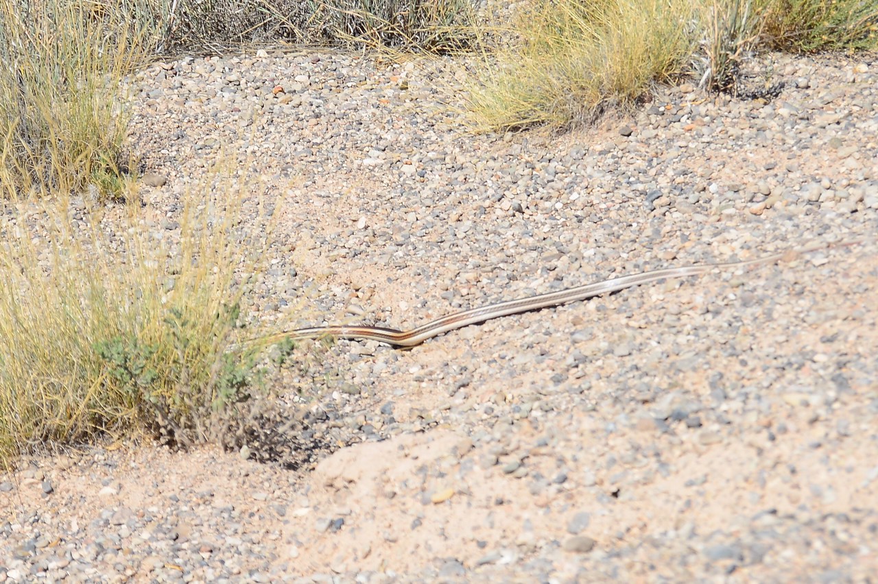 Masticophis taenatius